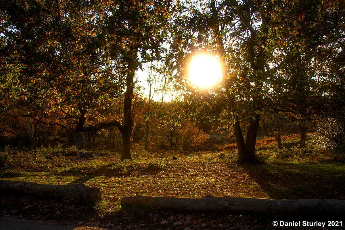 A Stroll Around a Small Part of Sutton Park in the Autumn Splendour