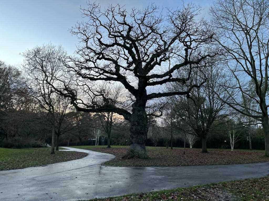 Wonderful trees across Birmingham and the West Midlands